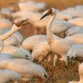 Cranes, Kangshan reclamation zone near Poyang Lake, Jiangxi province, China